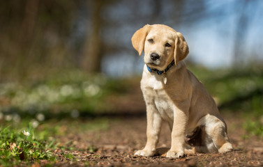 Canvas Print - Young labrador retriever dog puppy