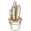 engraving drawing illustration of potted cactus