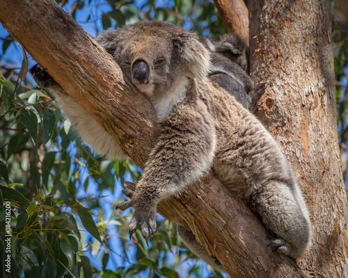 Fototapeta Koala  poobiednia-sjesta-na-drzewie-eukaliptusa