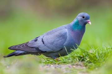 Sticker - European Stock dove