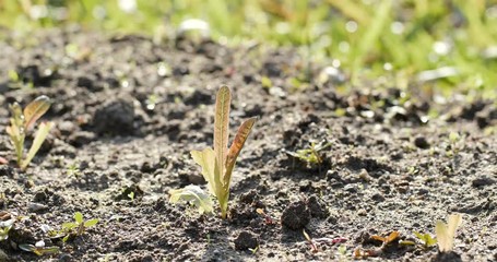 Sticker - New grow plant in farm