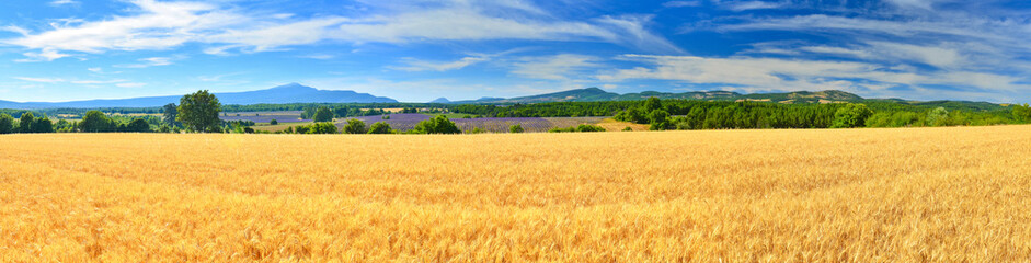 Wheat field in summer countryside