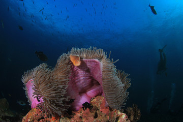 Scuba dive coral reef underwater