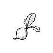 Vector hand drawn beet outline doodle icon. Food sketch illustration for print, web, mobile and infographics isolated on white background.
