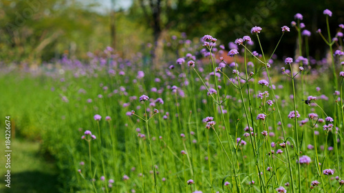 Fototapeta na drzwi i meble Flowers in the garden