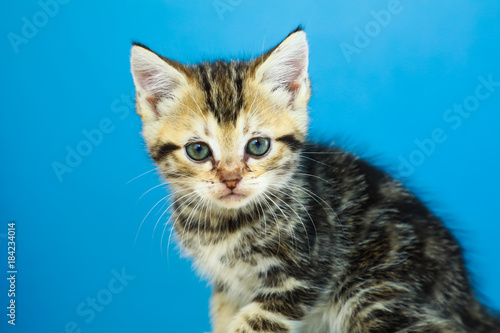 Cute American Shorthair Cat Kitten Buy This Stock Photo And
