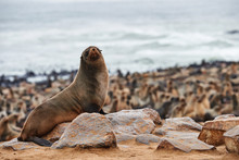 Colony Of Fur Seals In Namibia