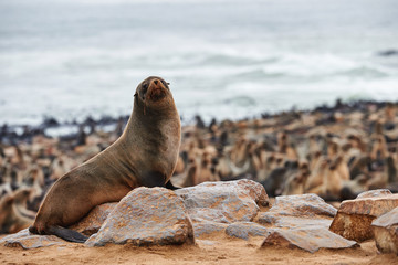 colony of fur seals in namibia
