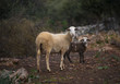 Lone ewe with lamb from a sheep flock in Turkey in olive grove landscape.