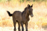 Fototapeta Konie - Brown baby horse portrait close up in motion.
