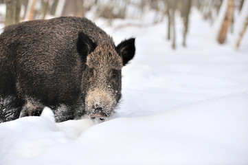 Wall Mural - Wild boar