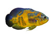 Astronotus ocellatus. Oscar fish (Astronotus ocellatus) swimming underwater. oscar fish isolated on white background