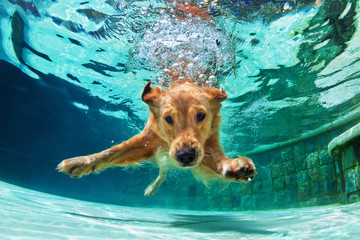 underwater funny photo of golden labrador retriever puppy in swimming pool play with fun - jumping, 