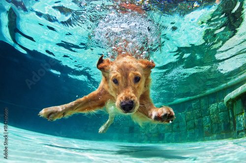 Fotografía Underwater funny photo of golden labrador retriever puppy in swimming pool play with fun - jumping, diving deep down