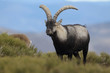 Iberian wild goat