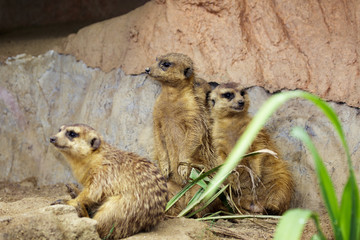 Wall Mural - Group of Meerkat (Suricata suricatta) on nature background. Wildlife Animals.