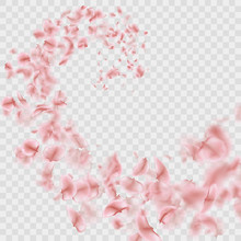 Sakura Petals Are Falling In Vortex Transparent Effect. EPS 10 Vector