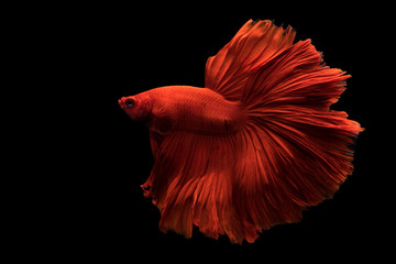 Siamese betta fish in black background