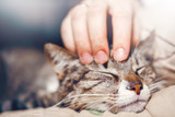 Fototapeta Koty - hand stroking a cat