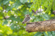 Bird (Spotted owlet, Owl) in a nature wild