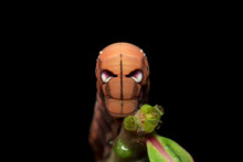 Image Of Caterpillar Oleander Hawk-moth (Daphnis Nerii) On Tree Branch On Black Background. Worm. Insect. Animal.