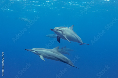Zdjęcie XXL Spinner Dolphins Stenella longirostris zbliża się do mnie Fotografowane w pobliżu wybrzeża Mauritiusa na Oceanie Indyjskim podczas interakcji