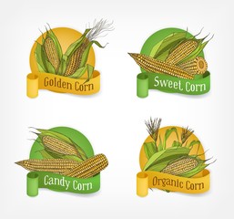 Wall Mural - Collection of labels, badges or logotypes with realistic hand drawn cobs of organic corn or corncobs and ribbons isolated on white background. Vector illustration for agricultural products promotion.