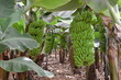 Plantation sous bâches de bananes naines. Sud de l'île de Tenerife, Canaries (Planting under tarpaulins of dwarf bananas)