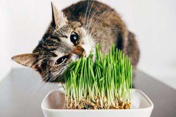 beautiful tabby cat eating grass