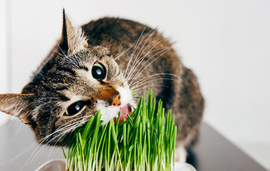 beautiful tabby cat eating grass