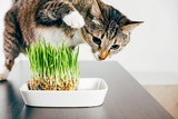 Fototapeta Koty - cat wants to touch the grass with his paw, tabby cat eating grass