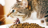 Fototapeta Koty - the cat is sick with food
