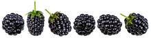Fresh Blackberry Isolated On White Background With Clipping Path