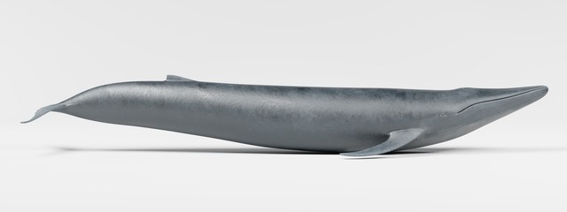 Realistic 3D Render of Blue Whale