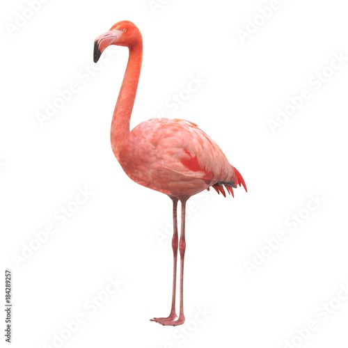 Photo  realistic 3d render of american flamingo