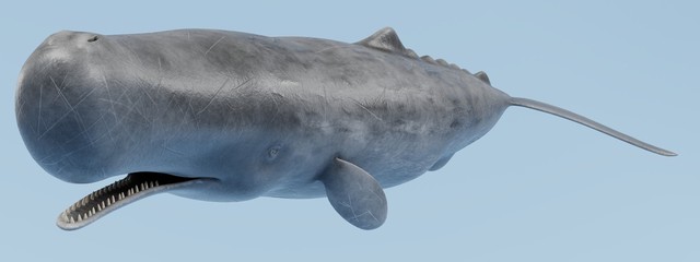 Wall Mural - Realistic 3D Render of Sperm Whale