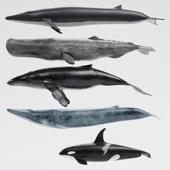 Wall Mural - Realistic 3D Render of Whales Collection