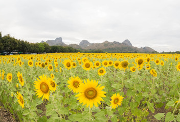 Sticker - Sunflower field