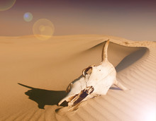 Desert Skull, Africa