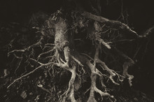 Dark Tree Roots Background