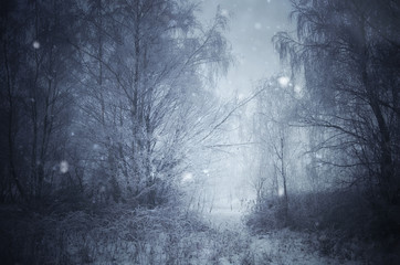 Wall Mural - snowy path in winter woods with frozen trees
