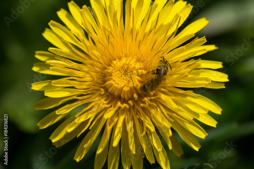 yellow dandelion flower in green grass