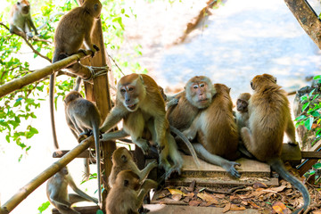 adult monkeys and young on the trail in Thayland, Krabi resort