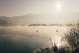 Fototapeta Natura - Mysterious lake on an early winter morning photographed in backlight in central Slovenia