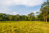 Fototapeta Sawanna - Beautiful view inside of the forest in the Chitwan
