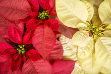 Top View Of Red Pink And Cream White Poinsettias (Euphorbia Pulcherrima), Christmas Star Flowers.