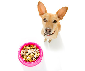 Poster - hungry dog with food bowl