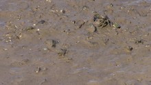 Small Crabs In Mud
