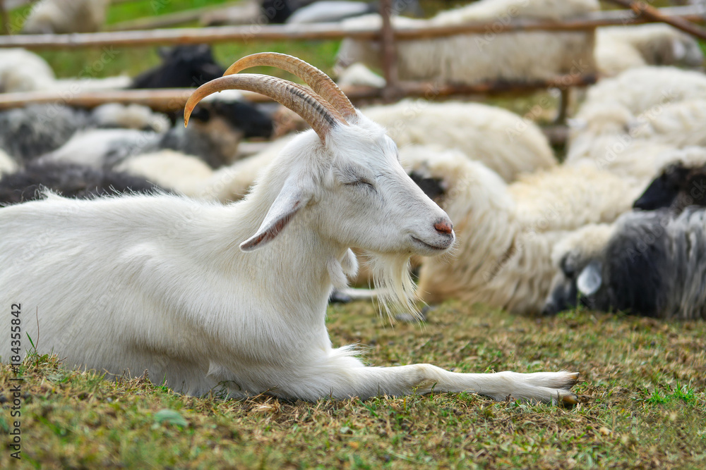 Goat and sheep in paddock outdoors