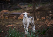 Winter Lambs in Olive Grove